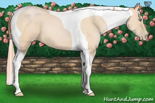 Horse Color:Buckskin Pearl Tobiano