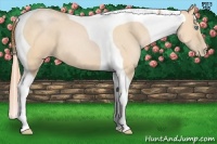 Horse Color:Buckskin Pearl Tobiano 