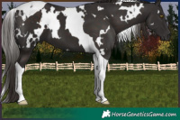 Horse Color:White Spotted Liver Chestnut Tobiano 