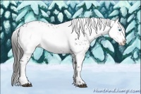 Horse Color:Liver Chestnut Frame