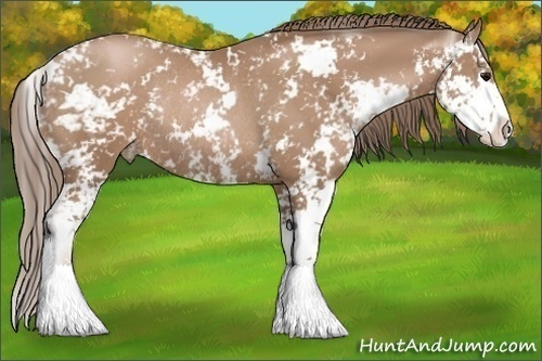 Horse Color:Black Pearl Sabino Rabicano