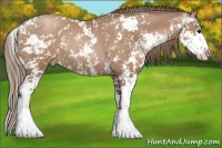 Horse Color:Black Pearl Sabino Rabicano