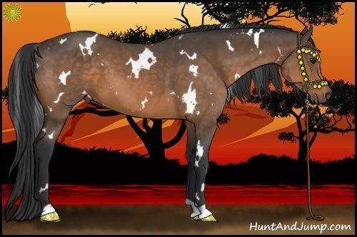 Horse Color:White Spotted Buckskin 