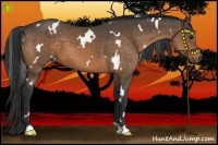 Horse Color:White Spotted Buckskin 