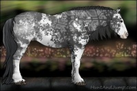 Horse Color:Black Ice Sabino