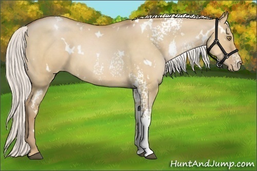 Horse Color:White Spotted Silver Bay Pearl Dun 