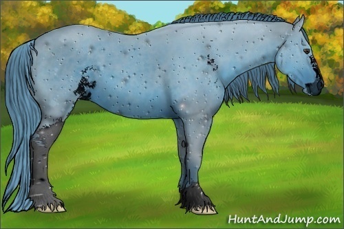 Horse Color:ERROR: UNKNOWN ANOMALY