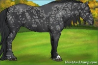 Horse Color:Black Ice Sabino Rabicano 