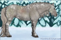 Horse Color:Silver Black Ice Rabicano