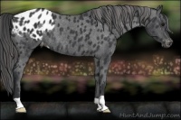 Horse Color:Black Appaloosa Rabicano 