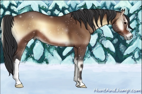 Horse Color:Bay Onyx 