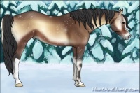 Horse Color:Bay Onyx 