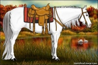 Horse Color:Liver Chestnut Appaloosa 