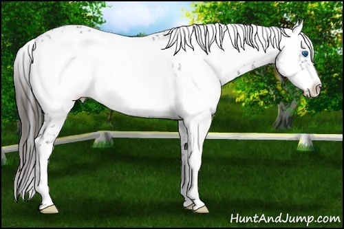 Horse Color:Liver Chestnut Frame 