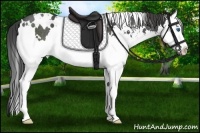 Horse Color:White Spotted Smoky Black Sabino Splash Rabicano 