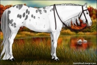 Horse Color:Liver Red Ice Roan Appaloosa