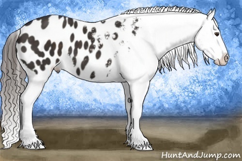 Horse Color:Liver Chestnut Frame Appaloosa 