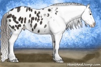 Horse Color:Liver Chestnut Frame Appaloosa 