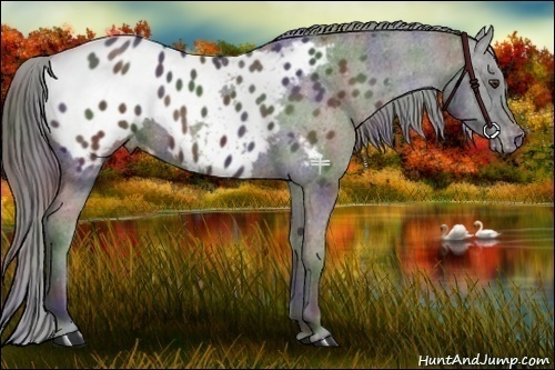 Horse Color:Nacre Liver Chestnut Appaloosa 