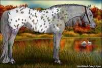 Horse Color:Nacre Liver Chestnut Appaloosa 