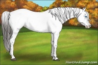 Horse Color:Liver Chestnut Frame 