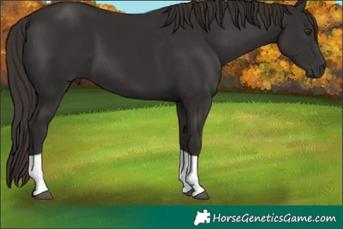 Horse Color:Liver Chestnut Tobiano 