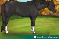 Horse Color:Liver Chestnut Tobiano 