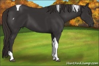 Horse Color:Liver Chestnut Tobiano 