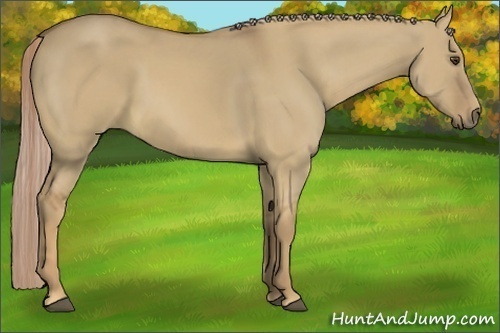 Horse Color:Palomino Dun 
