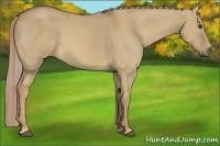 Horse Color:Palomino Dun