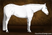 Horse Color:Liver Chestnut Frame 