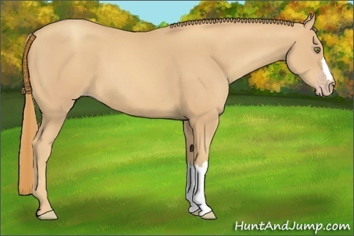 Horse Color:Gold Champagne