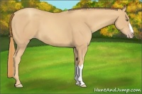 Horse Color:Gold Champagne