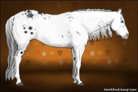 Horse Color:Liver Chestnut Frame 