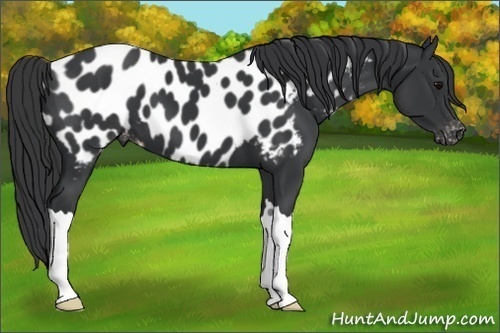 Horse Color:Black Appaloosa 