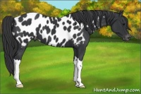 Horse Color:Black Appaloosa 