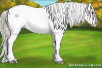 Horse Color:Palomino Sabino Blanket