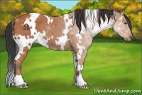 Horse Color:White Spotted Bay 