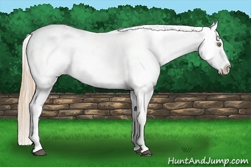 Horse Color:Chestnut Pearl Appaloosa 