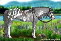 Horse Color:Black Sabino Appaloosa Rabicano