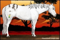 Horse Color:Chocolate Palomino Sabino Blanket Rabicano 