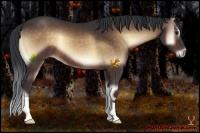 Horse Color:Bay Onyx 