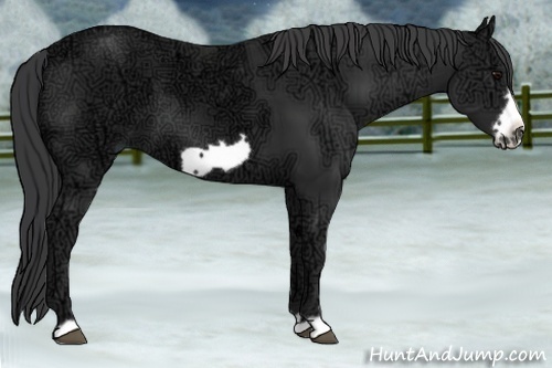 Horse Color:Black Ice Frame 