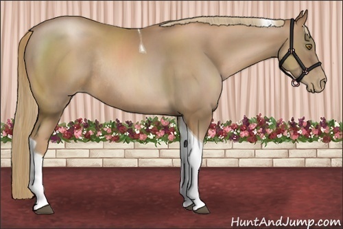 Horse Color:Liver Chestnut Pearl Tobiano Rabicano 