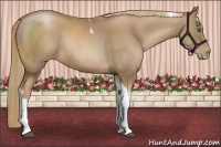 Horse Color:Liver Chestnut Pearl Tobiano Rabicano 