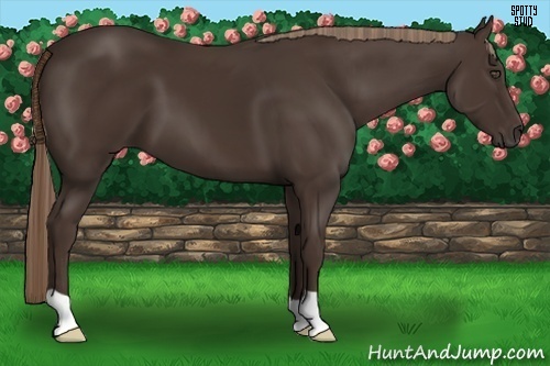 Horse Color:Liver Chestnut 
