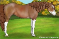 Horse Color:Chestnut Sabino