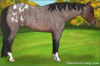 Horse Color:Bay Roan Appaloosa 