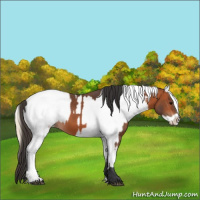 Horse Color:Bay and Chocolate Palomino Dun Appaloosa