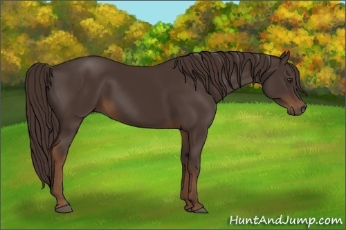 Horse Color:Liver Chestnut 